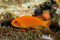 Pseudanthias squamipinnis (Scalefin Anthias)