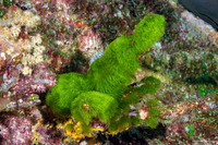 Chlorodesmis fastigiata (Turtle Weed)