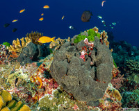 Coscinoderma mathewsi (Coscinoderma Mathewsi)