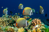 Chaetodon collare (White Collar Butterflyfish)