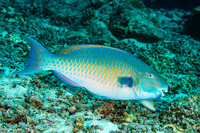 Scarus ghobban (Bluebarred Parrotfish)