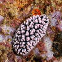 Phyllidiella pustulosa (Pustulose Phyllidia)