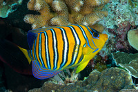 Pygoplites diacanthus (Regal Angelfish)