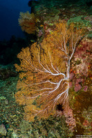 Subergorgia sp.1 (Subergorgia)