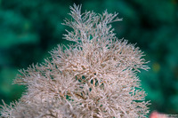 Antipathes cf. simplex (Antipathes cf. simplex)