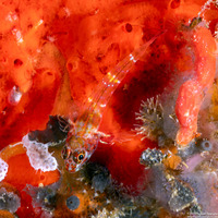 Helcogramma rhinoceros (Rhinoceros Triplefin)