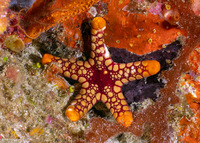 Fromia monilis (Peppermint Sea Star)