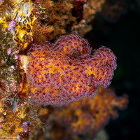 Dendronephthya sp.1 (Dendronephthya)