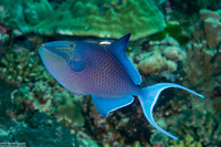 Odonus niger (Redtooth Triggerfish)
