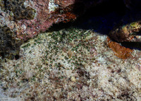 Zoanthus sp.1 (Zoanthus sp.1)