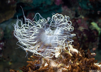 Phyllodiscus semoni (Mimic Anemone)