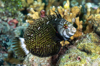 Novaculichthys taeniourus (Rockmover Wrasse)