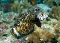 Novaculichthys taeniourus (Rockmover Wrasse)