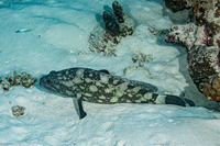 Epinephelus coeruleopunctatus (Whitespotted Grouper)