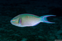 Scarus caudofasciatus (Bartail Parrotfish)