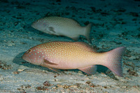 Plectropomus leopardus (Leopard Coral Grouper)