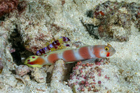 Amblyeleotris aurora (Aurora Shrimpgoby)