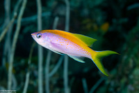 Pseudanthias evansi (Yellowback Anthias)