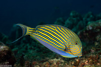 Acanthurus lineatus (Striped Surgeonfish)