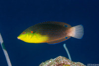 Anampses twistii (Yellow-Breasted Wrasse)