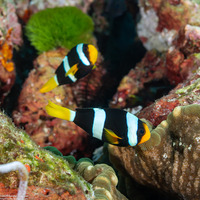Amphiprion clarkii (Clark's Anemonefish)