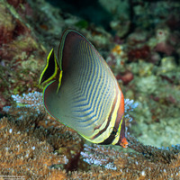Chaetodon triangulum (Triangular Butterflyfish)