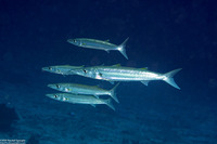Sphyraena forsteri (Bigeye Barracuda)