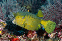 Ostracion cubicum (Yellow Boxfish)