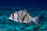 Gymnocranius griseus (Gray Large-Eye Bream)
