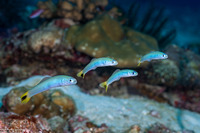 Ptereleotris heteroptera (Spottail Dartfish)