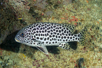 Plectorhinchus macrospilus (Andaman Sweetlips)