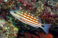 Lutjanus decussatus (Checkered Snapper)