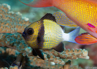 Dascyllus carneus (Indian Dascyllus)