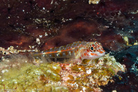 Helcogramma rhinoceros (Rhinoceros Triplefin)