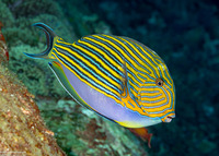 Acanthurus lineatus (Striped Surgeonfish)