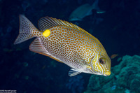 Siganus guttatus (Golden Rabbitfish)