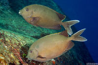 Siganus stellatus (Honeycomb Rabbitfish)