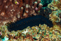 Stichopus chloronotus (Greenfish Sea Cucumber)