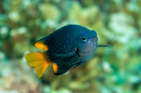 Pomacentrus philippinus (Philippine Damsel)