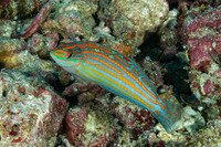 Halichoeres claudia (Claudia's Wrasse)