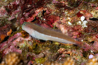 Ecsenius bicolor (Bicolor Coralblenny)