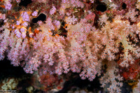 Scleronephthya sp.1 (Scleronephthya sp.1)