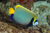 Pomacanthus imperator (Emperor Angelfish)