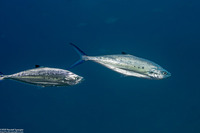 Scomberoides lysan (Double-Spotted Queenfish)