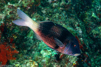 Parupeneus trifasciatus (Indian Doublebar Goatfish)