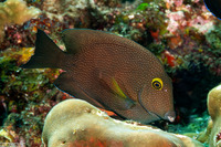 Ctenochaetus truncatus (Yelloweye Bristletooth)