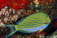 Acanthurus lineatus (Striped Surgeonfish)