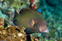 Aethaloperca rogaa (Redmouth Grouper)