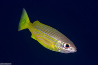 Lutjanus lutjanus (Bigeye Snapper)