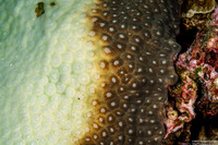 Diploastrea heliopora (Honeycomb Coral)